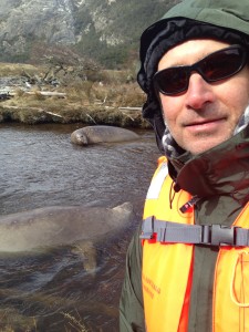 Chris Behrend with Elepant Seals in fresh water.