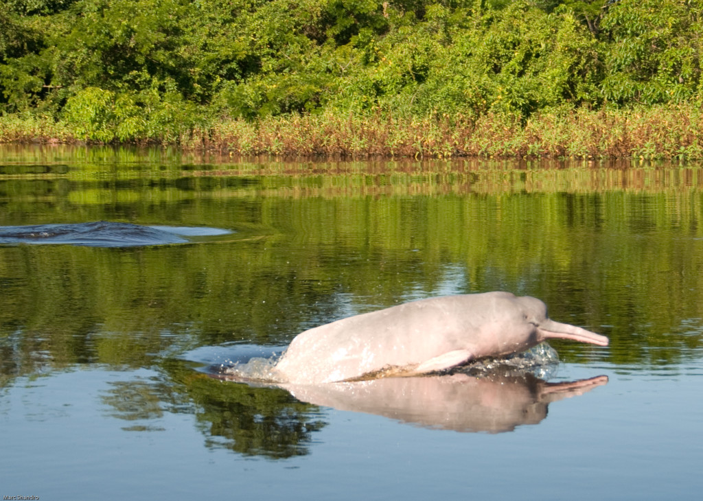 Pink River Dolphin