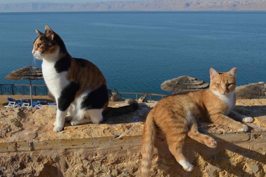 Dead Sea cool cats revisedjpg