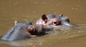 hippos-at-meru-np-kenya-photo-by-shannon-yogerst