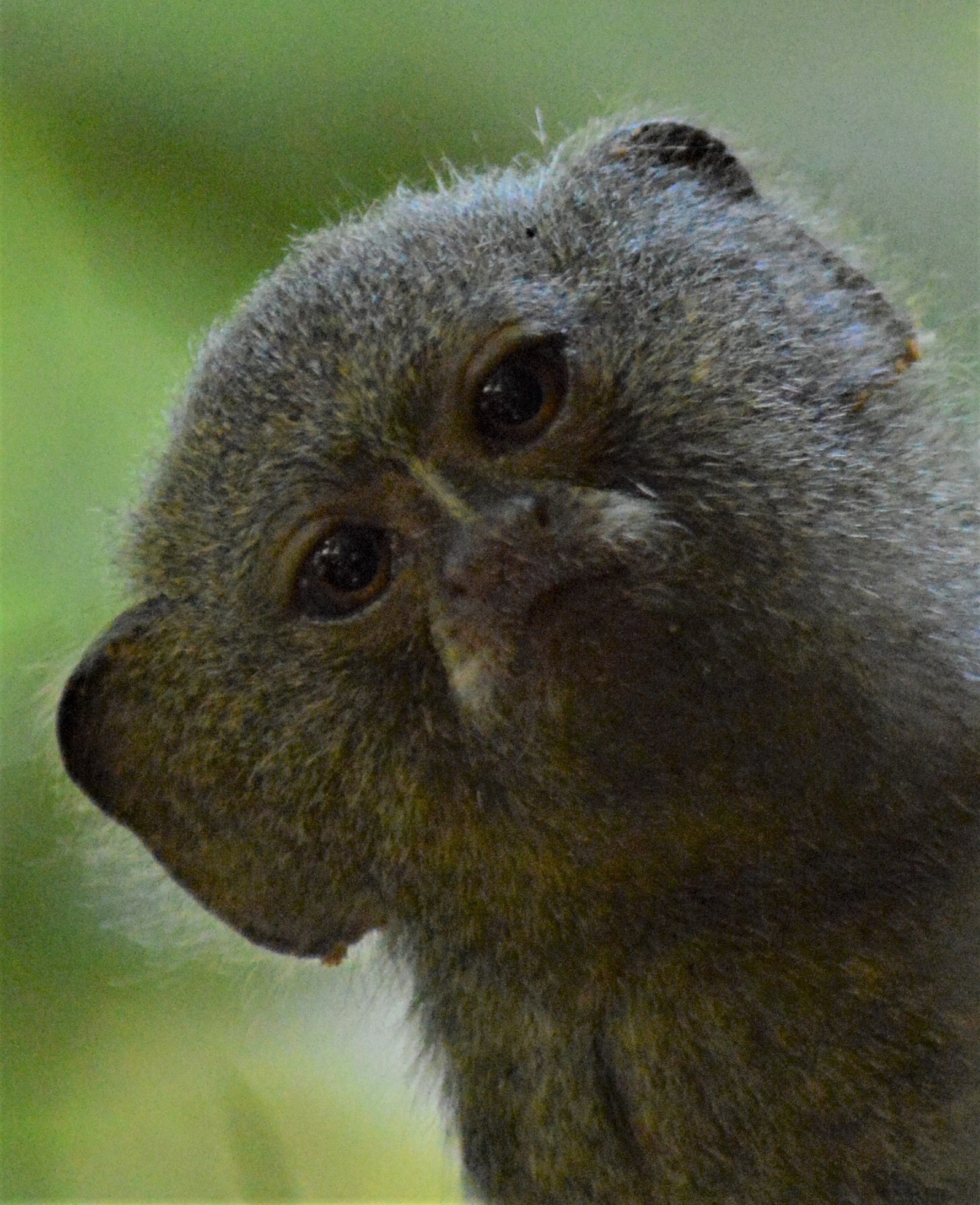 Tiny 5 - Pigmy Marmoset. Photo by Joe Yogerst