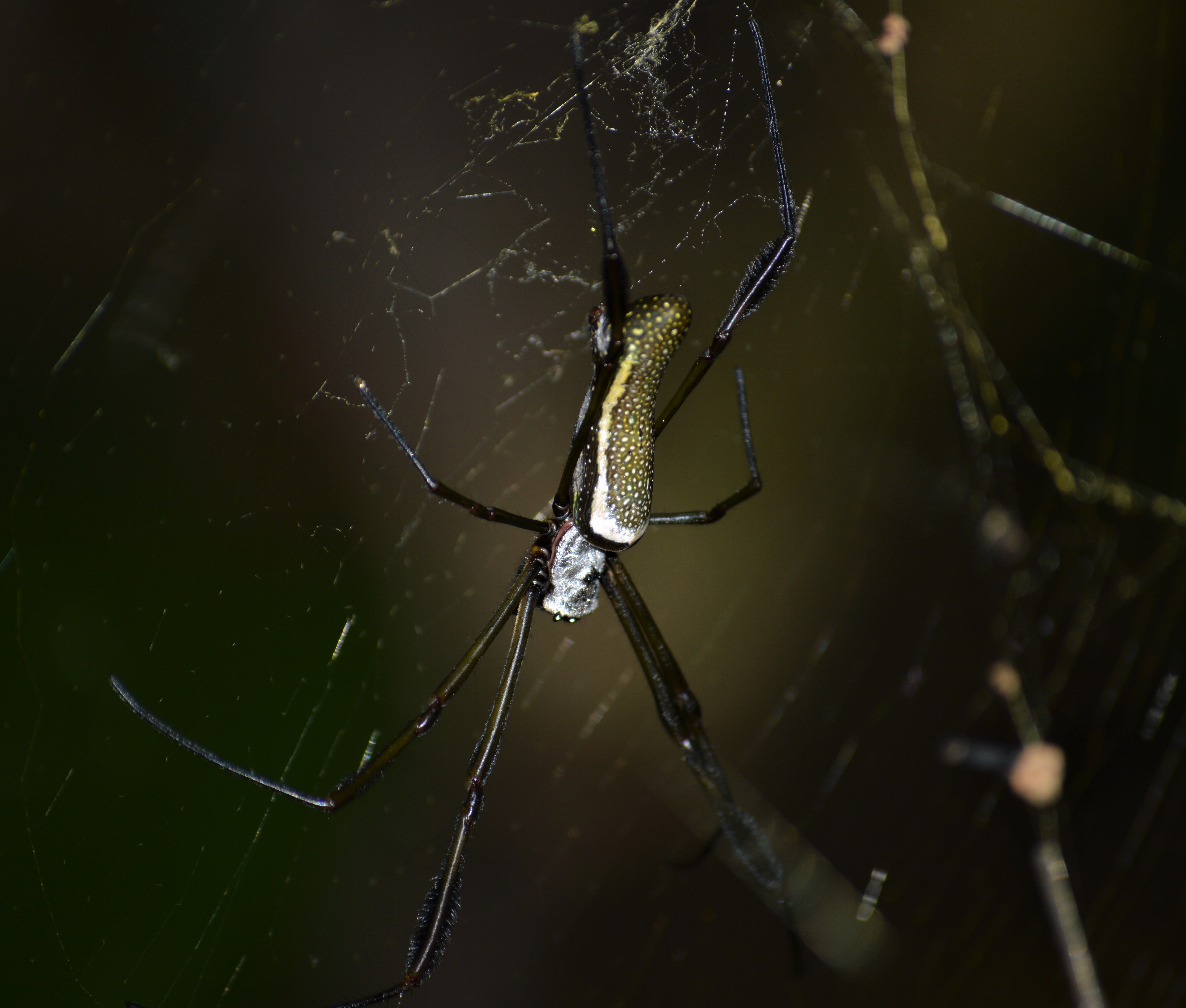 Golden Orb Spider. Joe Yogerst